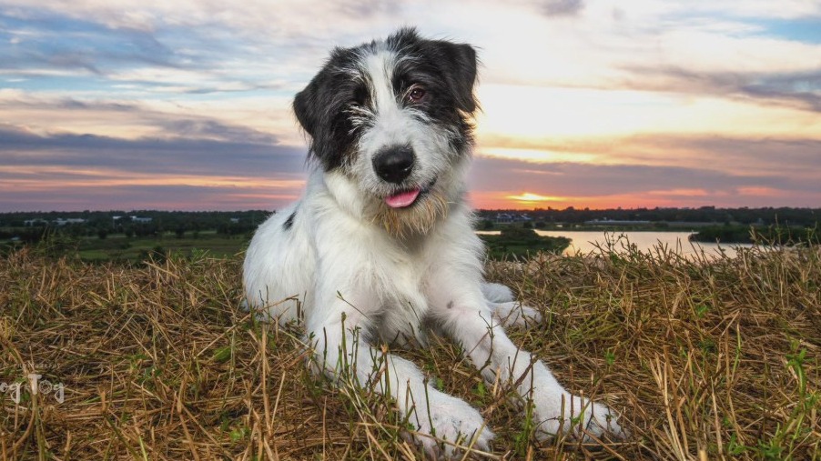 Pet photographer gives pro tips for perfect pics